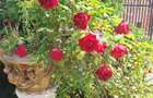Cea mai frumoasă casă din zona Pipera - Băneasa - 50