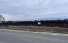 Teren 50000mp Extravilan-Intrare Halchiu-Cod 5235 - 2