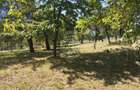 Teren intravilan 2828 mp+autorizatie casa-anexe-livada-Dorolea - 2