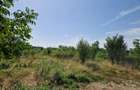 Domnesti - Ciutaci, vanzare 4 loturi de teren intravilan - 11