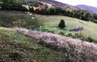 Teren intravilan de 1400 mp in Suncuius, de vanzare, Bihor - 10