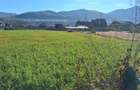 Teren intravilan Stejaru, plat, pretabil constructie, 1700mp - 1