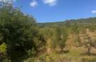 TEREN INTRAVILAN - 2500 MP - Valea Mare- Podgoria - 8