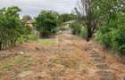 Teren intravilan 2562mp Loc 23 August | Ideal locuiță sau casă vacanță - 4