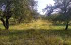 Teren 1500 mp - pretabil cabana/investitie - Zona Valea Rusului - 1