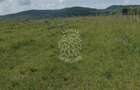 Teren 23700 mp (2,37 ha)-ideal investitie,cabana-Sesul Jelnei - 2