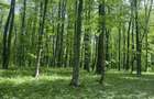 🌲 Teren 7.100 mp cu pădure proprie – Bârnova, lângă Iași - 2