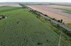 Vand Teren Extravilan Becicherecu Mic(zona industriala) 18.000mp,Utilitati - 4