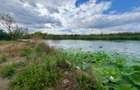 Teren 1000mp deschidere 25m Lac Snagov | 2 deschideri | - 17