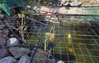 Casă cu etaj deosebită în Chișineu-Criș – un cămin creat cu suflet - 26
