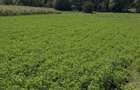 Teren intravilan 2.000 mp front 36ml Popesti Vale - 2