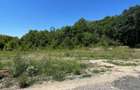 Ordoreanu, Clinceni, Padure - 1