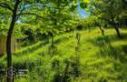 Teren intravilan, 1159 mp, localitatea Ghioroc - 2