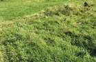 Teren Intravilan 1660 mp Bran - 1