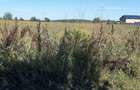 Teren intravilan 3645mp localitate 1 Decembrie zona rezidentiala - 6