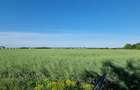 Ferma de Cultura Mare 1100 HA - 8