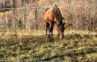 Teren ideal recreere/conectare cu natura/zona Fagaras/achitare in rate - 1