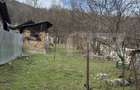 Casa cu 3 camere, zona Isvarna - 9