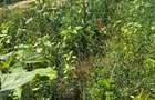Proprietar vând teren 4.800 mp Jilava, rezidențial, acces DN5 - 9