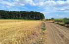 Vanzare teren Frumusani, 7.961 mp, D: 175 m, langa padure, comision 0% - 1