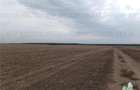 Oferim spre vanzare 6 loturi de teren extravilan (agricol) in Petrachioaia ILFOV - 5