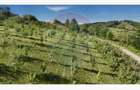 Teren  20.170mp   | Livada | Suncuius, Bihor - 1