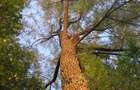(307) Teren intravilan Calinesti – sat Carstieni, jud. Arges / Direct proprietar - 8