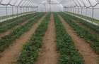 🌱 5.000 MP cu 4 SOLARII | EXPLOATAȚIE AGRICOLĂ | CĂLINEȘTI, ARGEȘ
