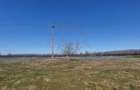 TEREN CU PLANTAȚIE DE TRANDAFIRI ,,ROSA DAMASCENA,\ \CARANSEBEȘ\JUD.CS - 2