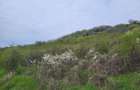 Vanzare teren 35.000mp Stefanesti -Arges-Comision 0% - 5