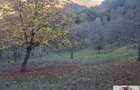 Vanzare casa cu 17.399 mp teren in Vintu de Jos - Valea Vintului - 6