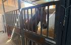 AFACERE LA CHEIE - Equitopia Ranch Bragadiru!