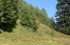 Teren Extravilan 3866 mp in Vama Buzaului la Strada Principala - 7