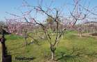 Petresti - Corbeanca 4648 mp intravilan desch. 33 m, utilitati, acces asfaltat - 2
