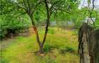 EXCLUSIVITATE! Casa + teren zona Beilic, com. Sageata - 14