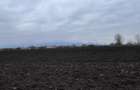 Teren 50000mp Extravilan-Intrare Halchiu-Cod 5235 - 7