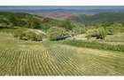 Teren  20.170mp   | Livada | Suncuius, Bihor - 5