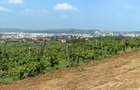 Teren de vanzare,  la 1,3km de LIDL Bucium, vecinatate cartier Panoramic - 8