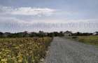 Teren intravilan Snagov - Ciofliceni - 2