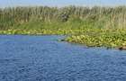 Teren intravilan in Delta Dunarii, C.A. Rosetti - Cardon - 16