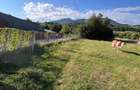 Teren plat construibil, parcelabil, acces drum județean zonă montană superbă   - 2