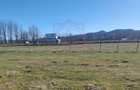 TEREN CU PLANTAȚIE DE TRANDAFIRI ,,ROSA DAMASCENA,\ \CARANSEBEȘ\JUD.CS - 6