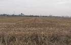 Teren Exclusiv 4.550 mp Ciolpani - Zona Narrative / Pădurea Snagov - 1