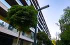 Apartament de vanzare 3 camere zona Floreasca, Bucuresti 203.8 mp - 3