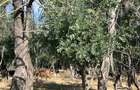 Teren intravilan, 4700 mp, dublu front stradal, la marginea Pădurii Cornetu - 11