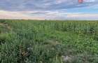 Teren intravilan de 2100 mp de vanzare in Remetea Mare - 2