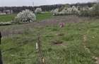 Vanzare teren intravilan Vladiceasca/Snagov langa lac - 5