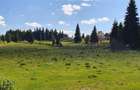 Oportunitare | Teren 1350 mp cu PUZ | Belis - 6