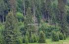 Teren intravilan în Poiana Brașov, 0% COMISION - 4