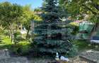 Apartament 3 camere la casa cu gradina si curte generoasa - 4
